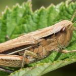 Sind INSEKTEN das EIWEISS-Futter der Zukunft? Nicht so einfach!