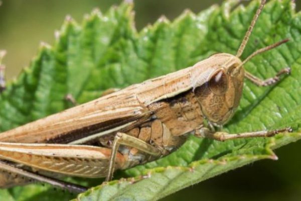 Sind INSEKTEN das EIWEISS-Futter der Zukunft? Nicht so einfach!