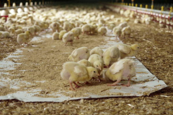 Österreichs Geflügelbetriebe achten gemeinsam mit den Tierärzten auf gesunde Tierbestände!